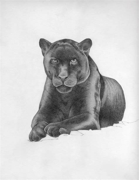 Panther Drawing By Betsy Lyon Animal Medicine Power Animal Lyon