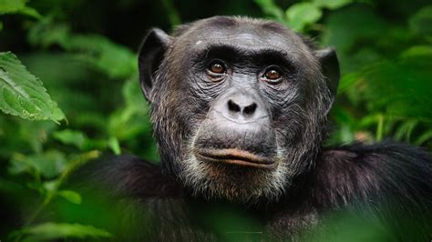 Chimpanzees Intelligent Social And Violent Live Science