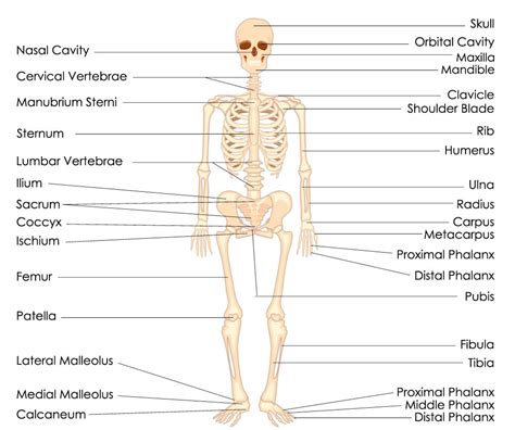 Skeletal System Diagrams Including Definitions Of The Major Bones Of My Xxx Hot Girl