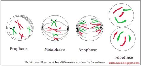 Schémas Illustrant Les Différents Stades De La Mitose Biologie Cellulaire Biologie Cap