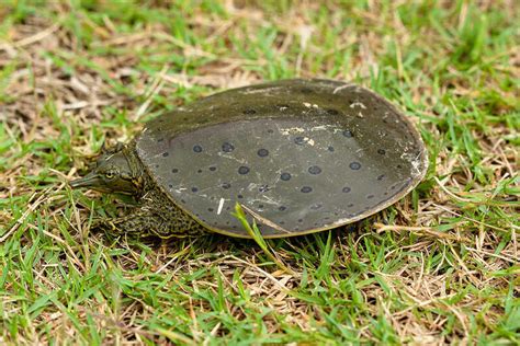 Tortuga De Caparazón Blando Espinosa Apalone Spinifera