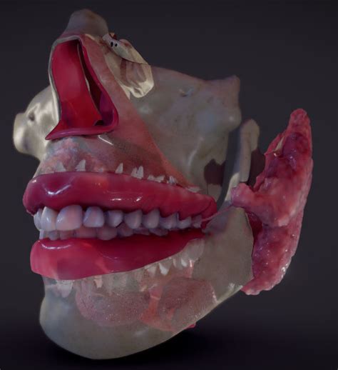 3d Model Teeth Pharynx Salivary Glands Vr Ar Low Poly Cgtrader