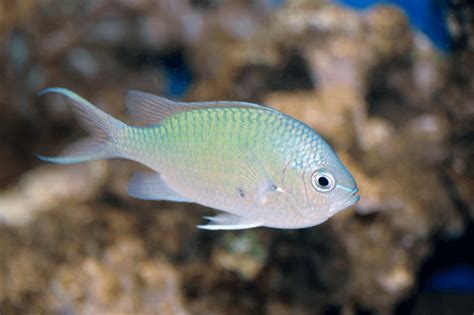 Green Chromis Care Guide Reef Compatibility Diet And More