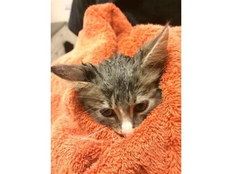 Firefighters Rescue Kitten From Underground Pipe Photos Life With Cats