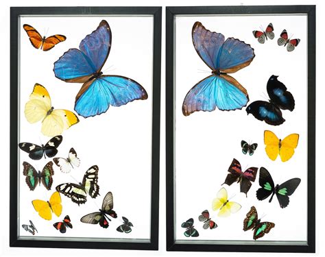 24 Count Real Framed Butterflies 32x20 2 Morpho 22 Mixed Etsy
