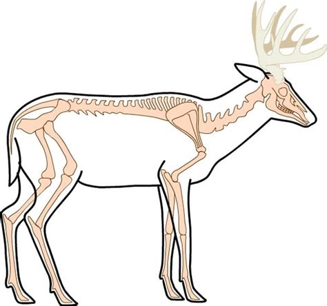 Deer Skeletal Anatomy Sarah Blog