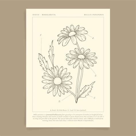Free Vector Hand Drawn Daisy Outline Illustration