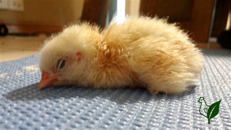 Baby Chicks Hatching Youtube