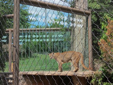 Oklahoma Trails Cougar Exhibit Zoochat