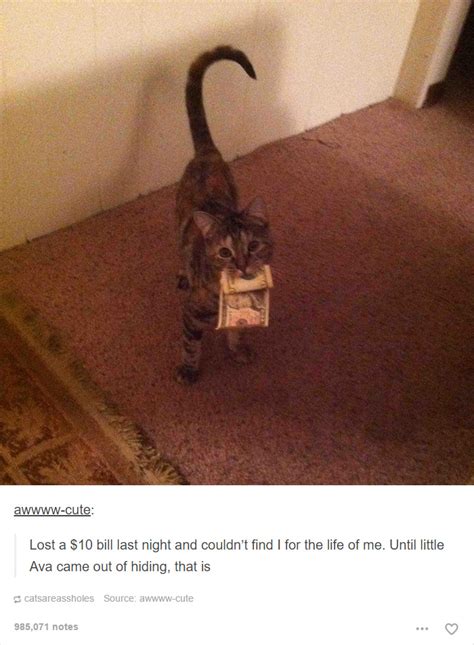48 Of The Funniest Cats On The Internet Funny Gallery Ebaums World