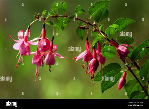 Hardy Fuchsia Flower Stock Photo Alamy