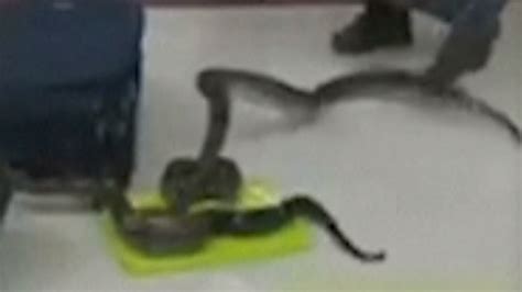 India 22 Snakes And A Chameleon Found Inside Womans Checked Baggage