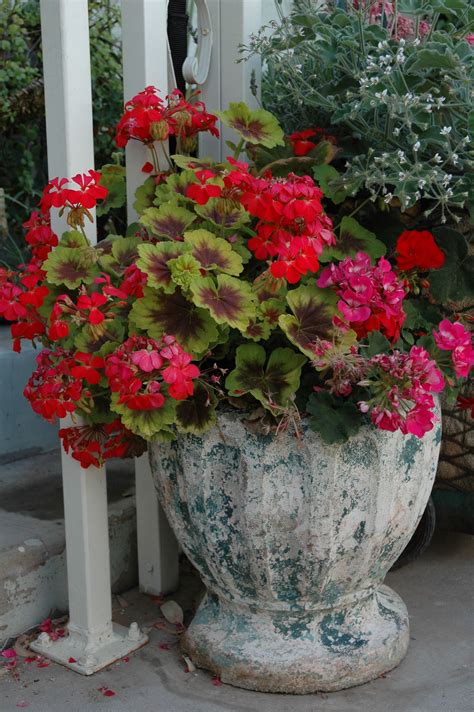 Container Garden With Geraniums Color Me Purpl Pinterest