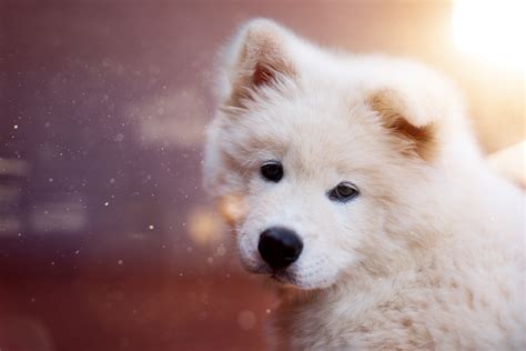 Samoyed 5k Retina Ultra Hd Wallpaper Background Image 5472x3648 Id877960 Wallpaper Abyss