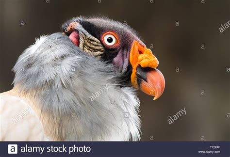 Black Vulture Close Up High Resolution Stock Photography And Images Alamy