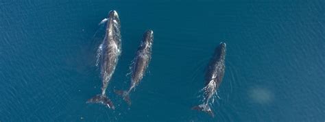 Bowhead Whale Species Facts Info And More Wwfca