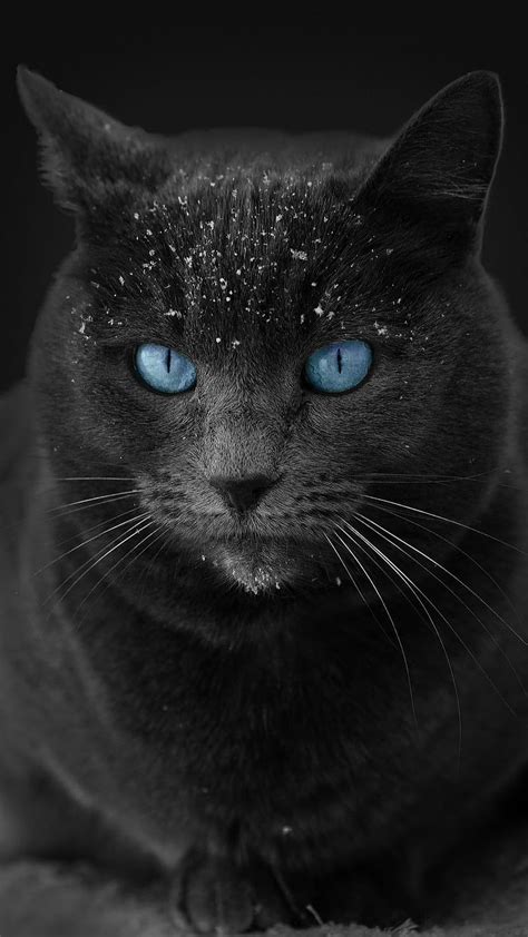 1920x1080px 1080p Free Download Blue Eyes Animal Black Cat Eye