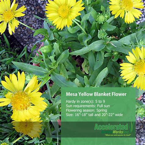 Mesa Yellow Blanket Flower Front Yard Flowers Perennials Flowers