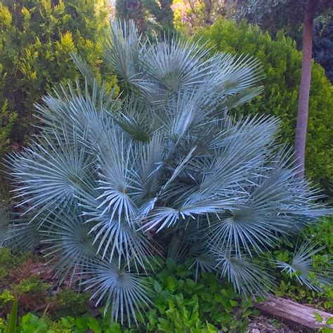 Chamaerops Humilis Cerifera Blue Mediterranean Fan Palm Plants