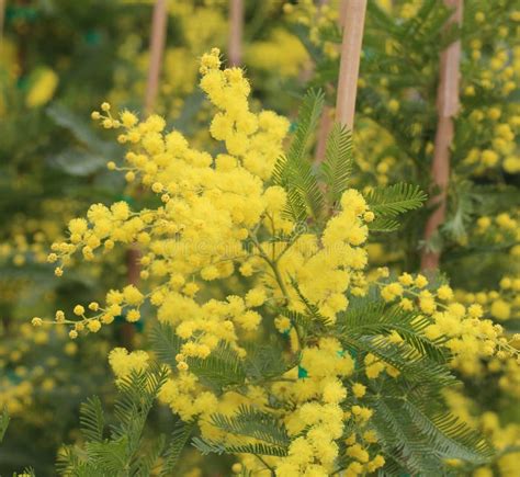 Yellow Mimosa Flowers For International Women S Day Stock Image Image