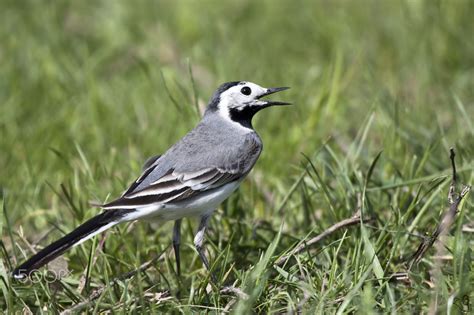 The Wagtails Form The Passerine Bird Genus Motacilla They Are Small