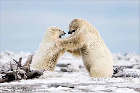 Polar Bear Battle