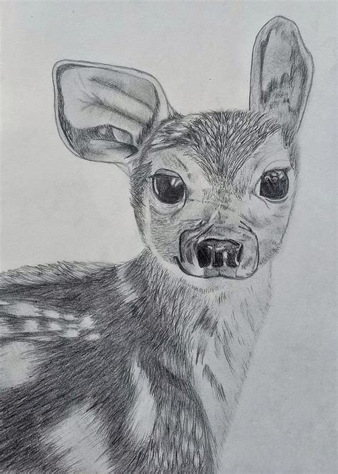 Fawn Drawing By Paige Lindner Fine Art America