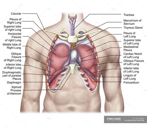 Right upper anatomy is to physiology as geography is to history: Medical illustration of human lungs anatomy with labels ...