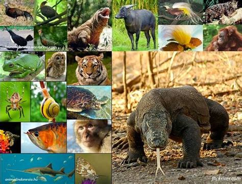 Keanekaragaman Hayati Indonesia Materi Lengkap Biologi Sma X