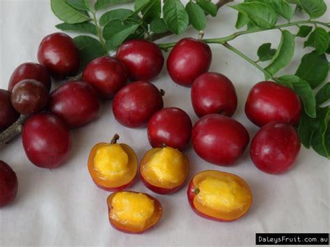 Buy Red Mombin Fruit Tree Spondias Purpurea