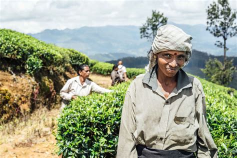 Trekking Through A Tea Plantation In Sri Lanka