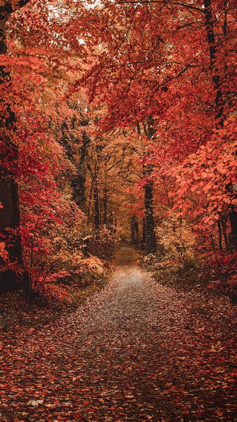 Autumn Forest Path Foliage Trees Autumn Colors Q Samsung Galaxy S6