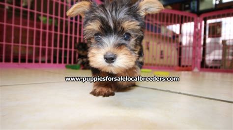 Perfect Tcup Yorkie Puppies For Sale Georgia Local Breeders Near