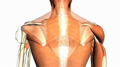 Extrinsic Muscles Of The Back Anatomy Tutorial Youtube