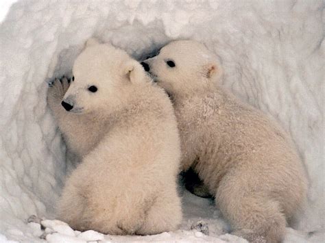 Polar Bears Are Cute 1280x960 301756