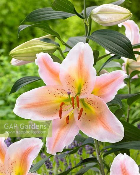 Lilium Salmon Party Stock Photo By Visions Image 0405604