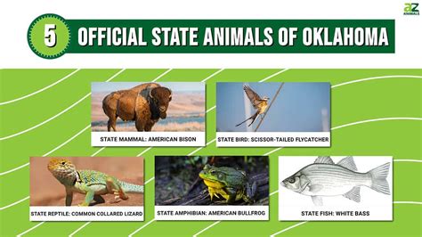 Discover The 5 Official State Animals Of Oklahoma A Z Animals
