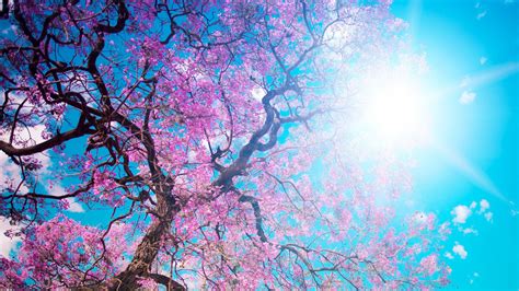 Free Download 3840x2160 Wallpaper O Hanami Blossom Festival And To