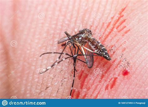Macro Of Smashed Mosquito Aedes Aegypti To Died Stock Image Image Of