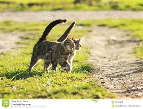 Love Couple Cats Walking On The Bright Green Meadow In Sunny Spring