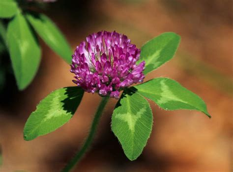 Red Clover Learn About Nature