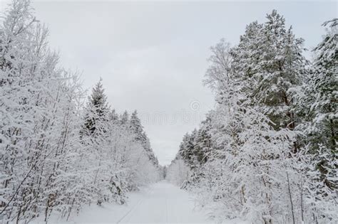 Winter Rural Scene With Snow And White Fields Stock Image Image Of