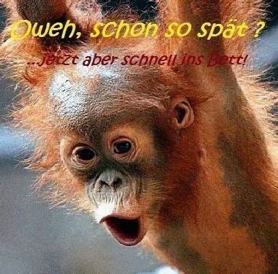 It is like youtube, however with all kind of files (pictures, pps, videos). ein Pot voller Spaß und Sehenswertem | Orangutan, Funny animal pictures, Monkey pictures