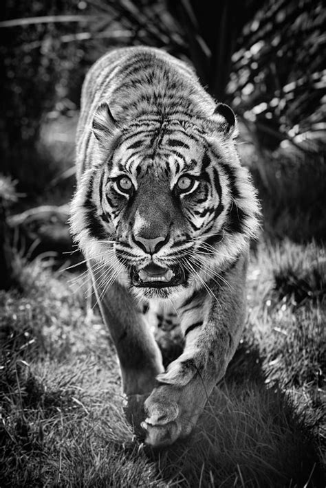 Kitty Cat By David Morgan 500px Tiger Photography Tiger Spirit