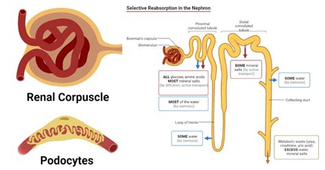 Ultrafiltration Process Bowmans Capsule Glomerulus Diagram