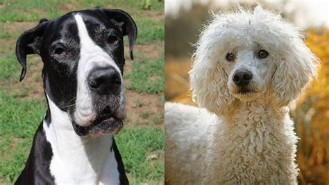 Great danes are affectionate, calm, loyal, and intelligent. Great Danoodle (Great Dane & Poodle Mix) Info, Pics, Puppies, Facts | Doggie Designer