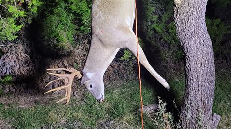 Huntstand Helps Lay Plan For Cagey Tx 10 Point Big Buck Alert Hunt