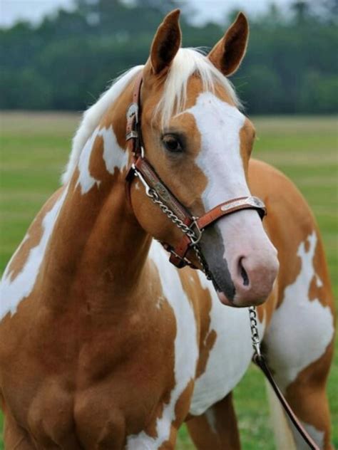 gezocht brave quarter horse paint horse pinto appaloosa boktnl
