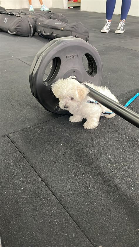 Meet Tofu 8 Weeks Old Maltese He Is Ready To Do Some Back Squat
