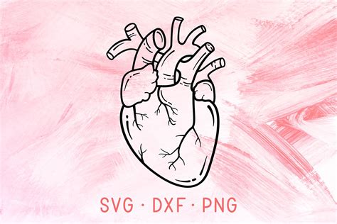 Anatomical Heart Svg Dxf Png Heart Svg Cut File Nursing Svg Etsy